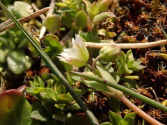 Holosteum umbellatum