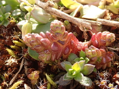 Sedum acre