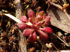 Saxifraga tridactylites
