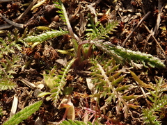 Achillea millefolium