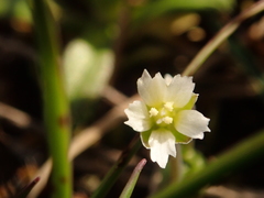 Holosteum umbellatum