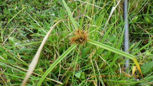 Purple Umbrella Sedge