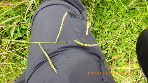 Dallis grass
