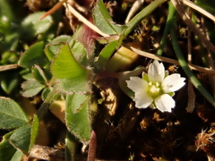 Holosteum umbellatum