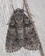 Acronicta modica