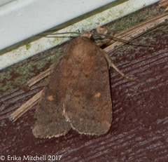 Pseudorthodes vecors