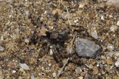 Arctosa perita