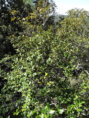 Quercus alnifolia