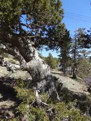 Juniperus foetidissima
