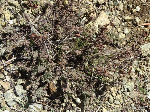 Hypericum confertum (Hypericum confertum)