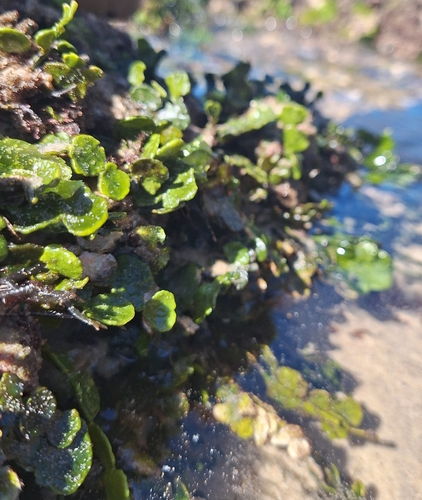 Halimeda discoidea observed 2026-04-16
