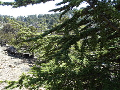 Cedrus brevifolia