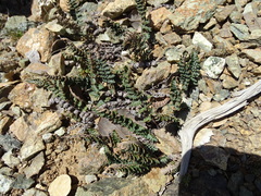 Paragymnopteris marantae marantae