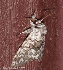 Panthea acronyctoides