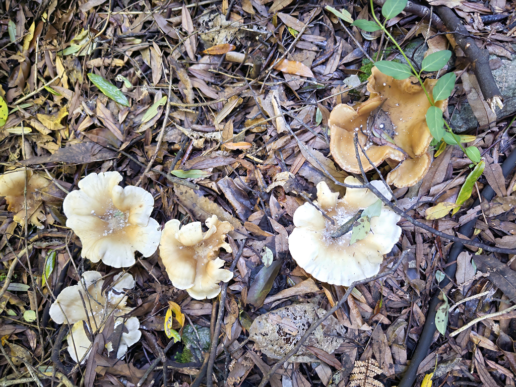 Clitocybe nebularis · April 2026 · photo: © jeremy_rolfe (iNaturalist, cc-by)