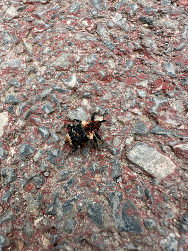 Eucryptorrhynchus scrobiculatus