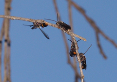 Lasioglossum peraustrale