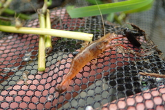 Macrobrachium venustum