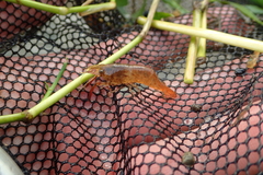 Macrobrachium venustum