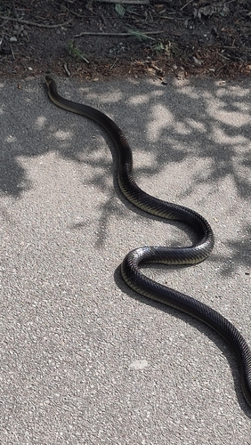 Aesculapian Snake
