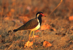 Red-Wattled Lapwing photo 2
