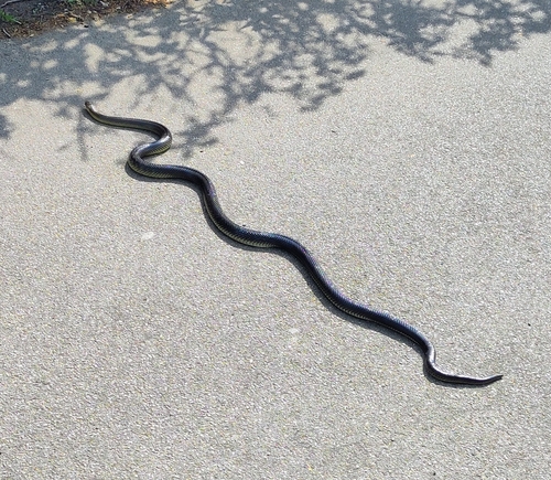 Aesculapian Snake