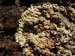 Protoparmeliopsis muralis