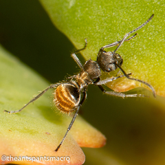 Polyrhachis aurea