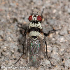 Anthomyia silvestris
