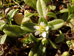Cerastium semidecandrum