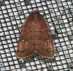 Pseudorthodes vecors