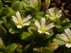 Cerastium semidecandrum