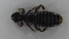 Trinoton anserinum
