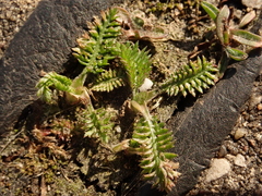 Achillea millefolium