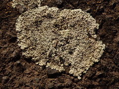 Protoparmeliopsis muralis