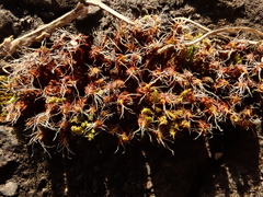Orthotrichum diaphanum