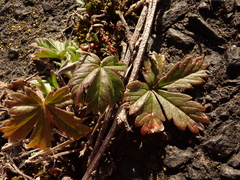 Potentilla argentea