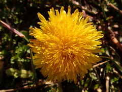 Taraxacum officinale