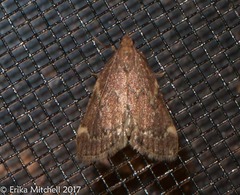 Hypsopygia intermedialis