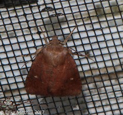 Pseudorthodes vecors