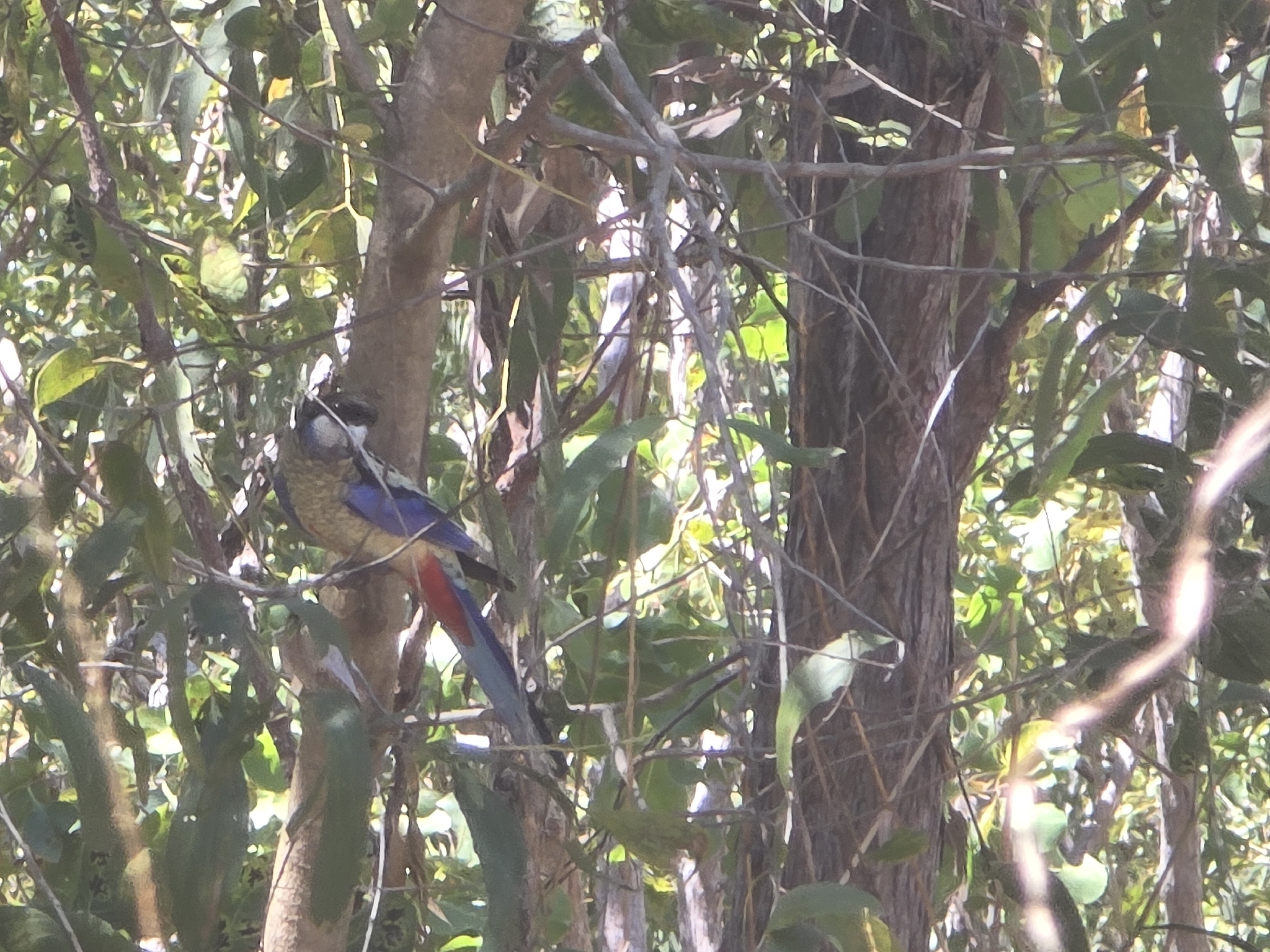 Northern Rosella (Platycercus venustus), photo 2