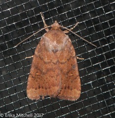 Pseudorthodes vecors