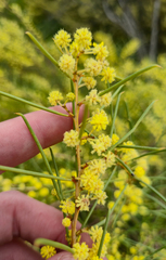 Eamonn Culhane, CC BY, iNaturalist via GBIF Acacia euthycarpa, photograph Eamonn Culhane, CC BY, iNaturalist via GBIF