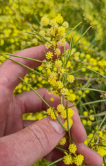 Eamonn Culhane, CC BY, iNaturalist via GBIF Acacia euthycarpa, photograph Eamonn Culhane, CC BY, iNaturalist via GBIF