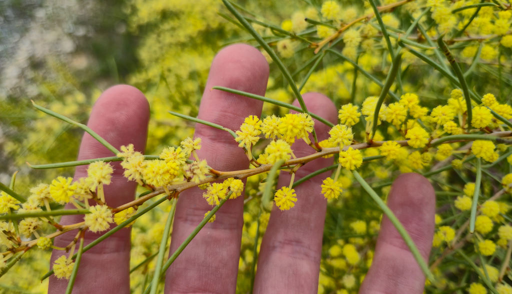 Acacia euthycarpa; photograph Eamonn Culhane, CC BY, iNaturalist via GBIF