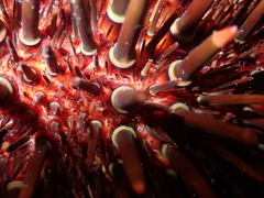 Heliocidaris tuberculata