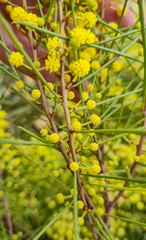 Eamonn Culhane, CC BY, iNaturalist via GBIF Acacia euthycarpa, photograph Eamonn Culhane, CC BY, iNaturalist via GBIF