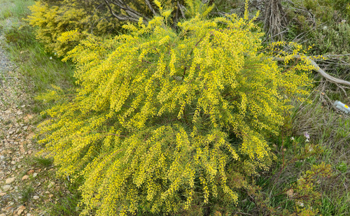Acacia euthycarpa, photograph 4
