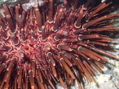 Heliocidaris tuberculata