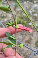Correa pulchella, photograph (c) Eamonn Culhane, some rights reserved (CC BY)